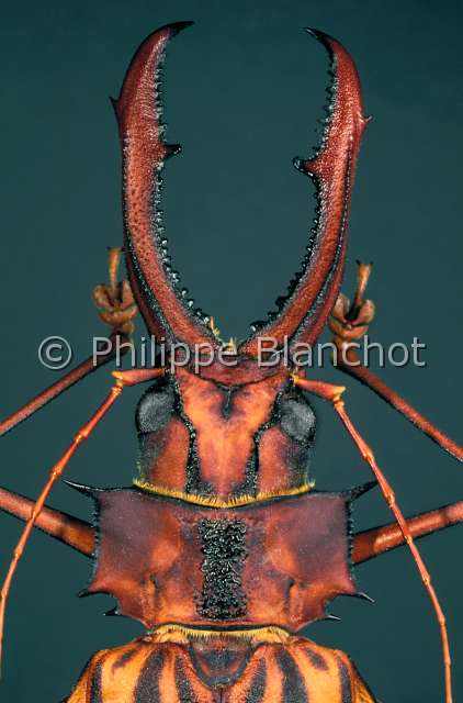 Macrodontia cervicornis 2.JPG - in "Portraits d'insectes" ed. SeuilMacrodontia cervicornisLongicorneLong horned beetleColeopteraCerambycidaeGuyane